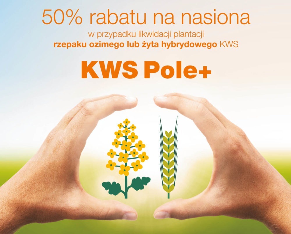 KWS_pole_rzepak_ozimy_KADORE