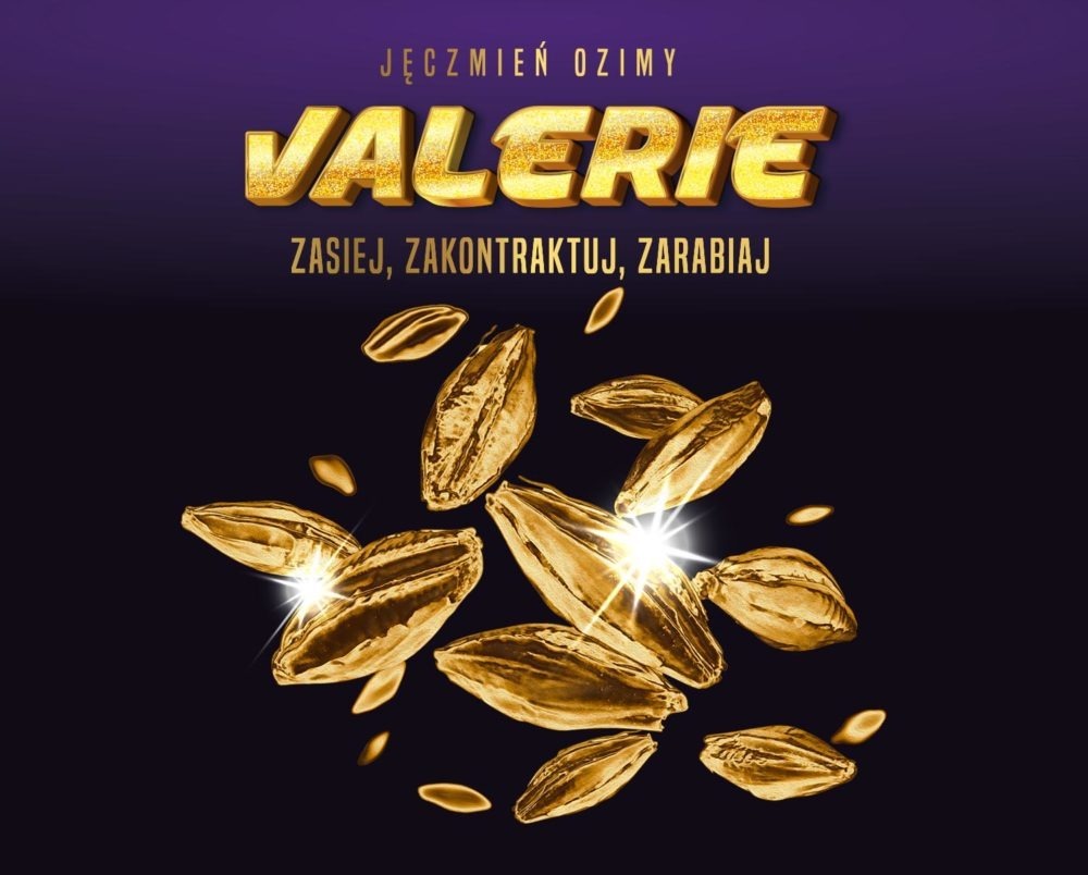 jeczmien_ozimy_VALERIE_grafika_2