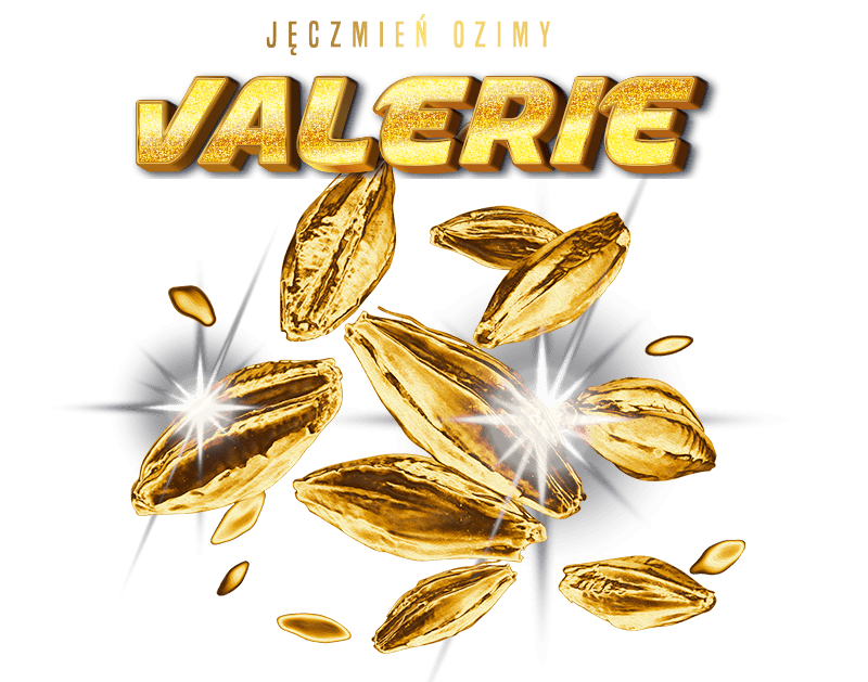 Jęczmień ozimy dwurzędowy VALERIE