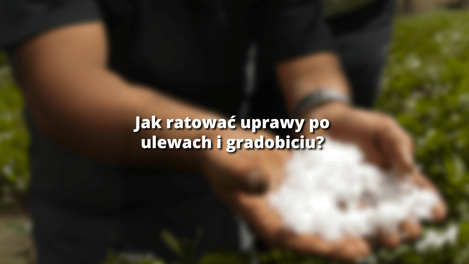 jak ratowac uprawy po ulewach i gradobiciu-fylloton-wpis blog