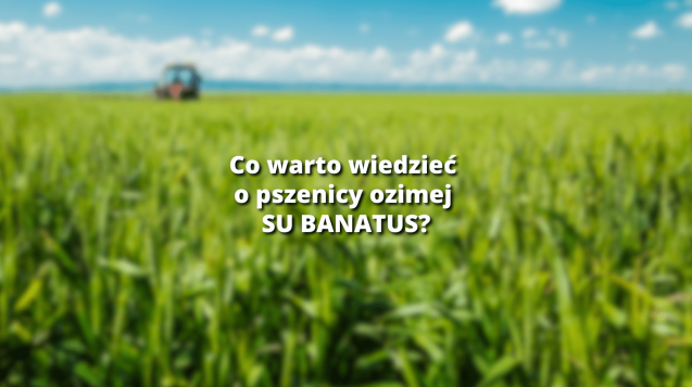 Wpis-blogowy-banatus-637x357