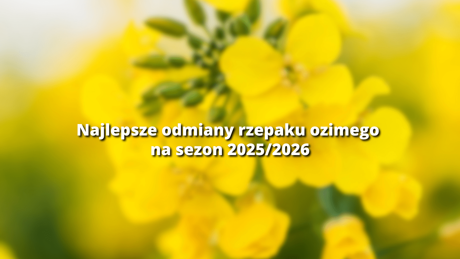 rzepak ozimy_20252026