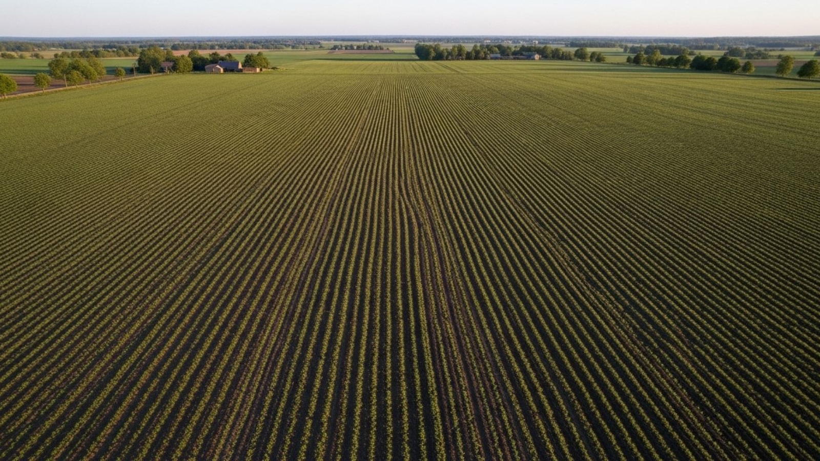 Rzepak pod ochroną: kompleksowy plan jesiennych zabiegów